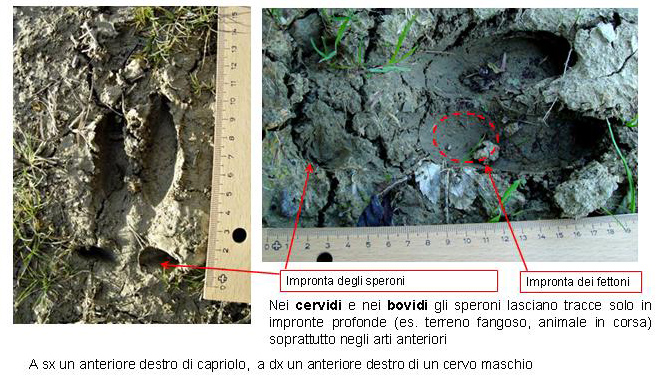 alcune tracce da confermare